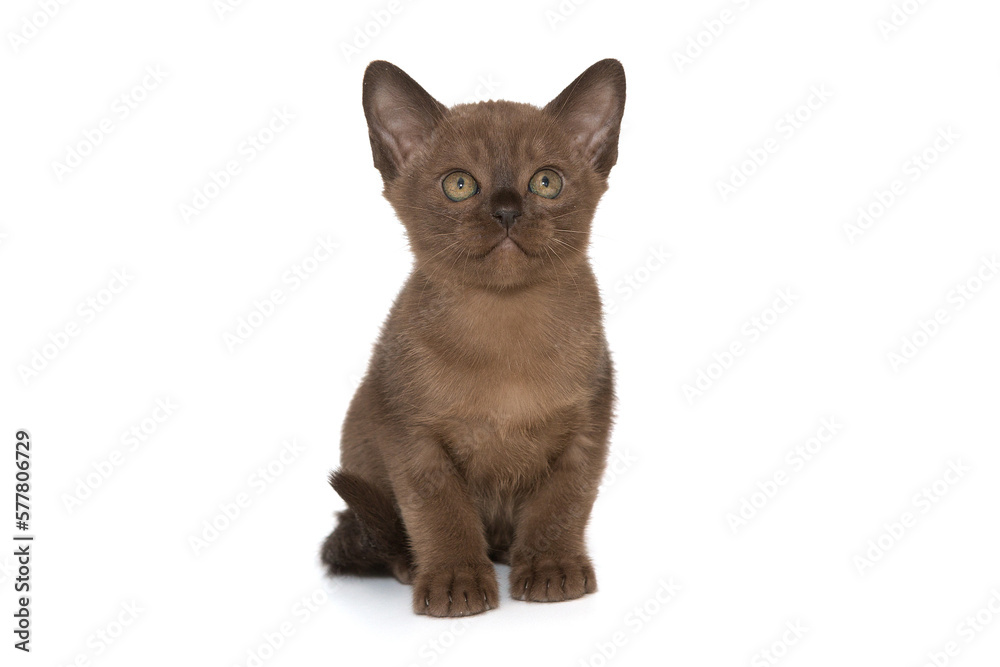 Small kitten of the European burmese