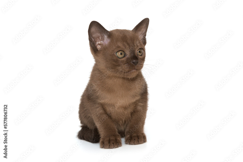 Small kitten of the European burmese