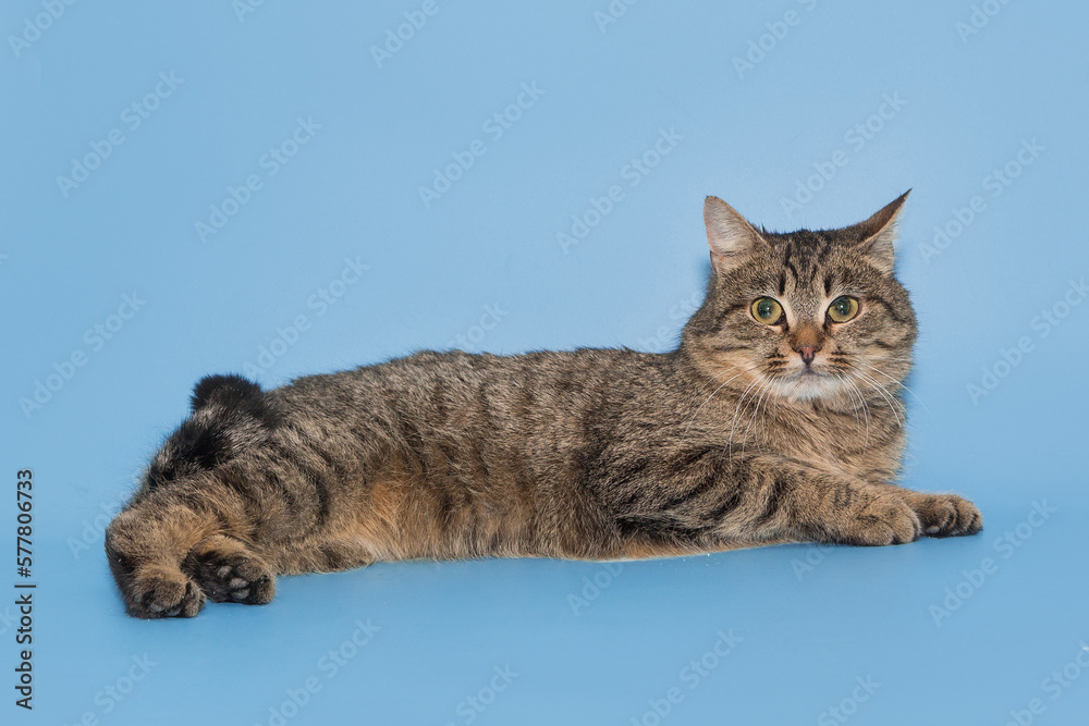 Gray, striped cat lies at ease Gray, striped cat lies at ease