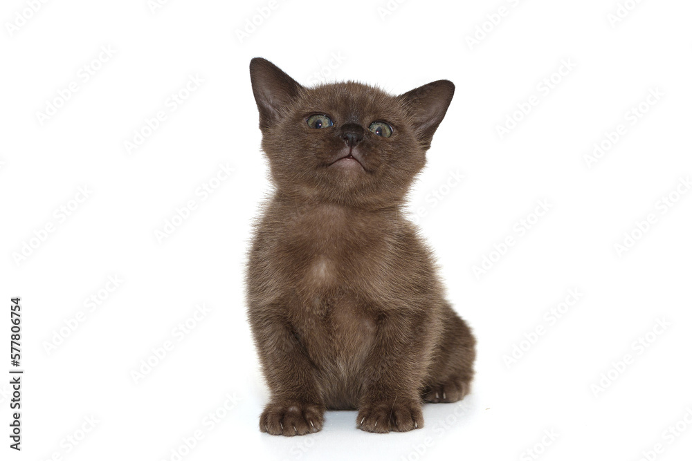 Cheerful Burmese kitten Cheerful Burmese kitten