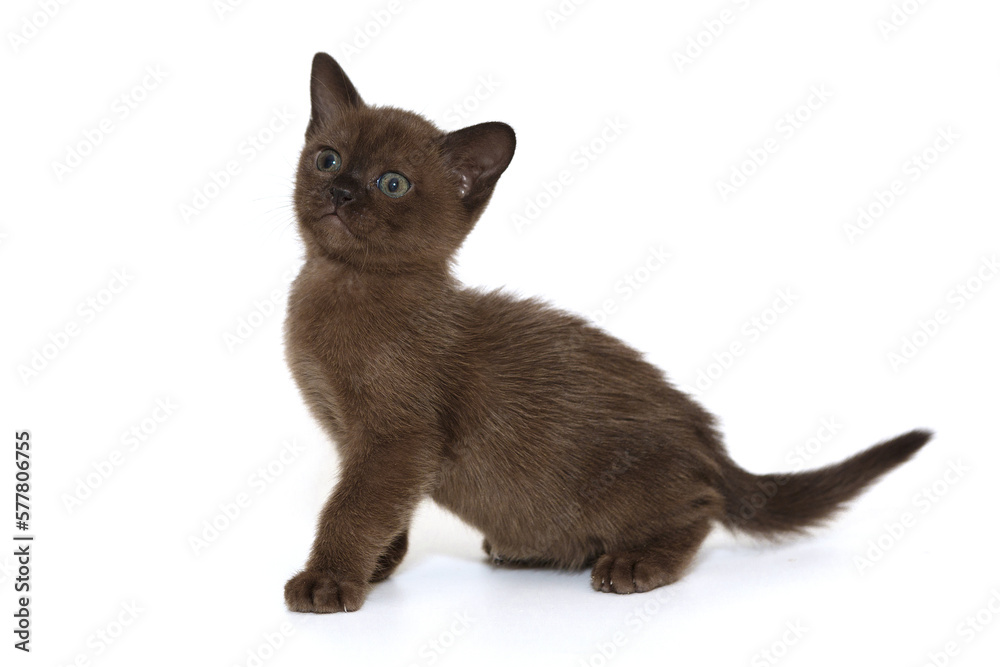 Small Burmese kitten