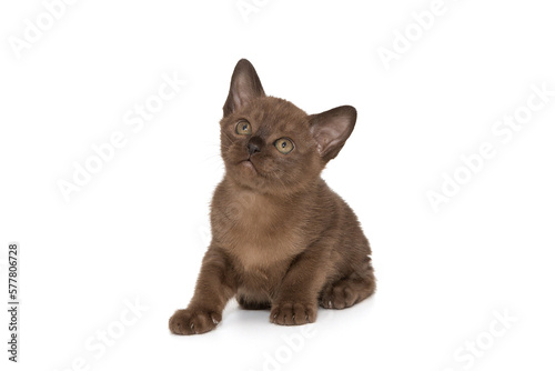 Fototapeta Naklejka Na Ścianę i Meble -  Small chocolate-colored European burmese kitten looks up