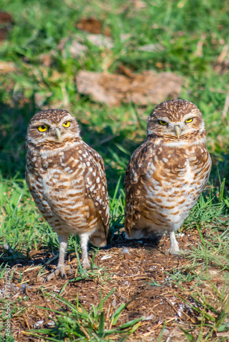 A PAIR OF  OWLS IN THE COUNTRYSIDE