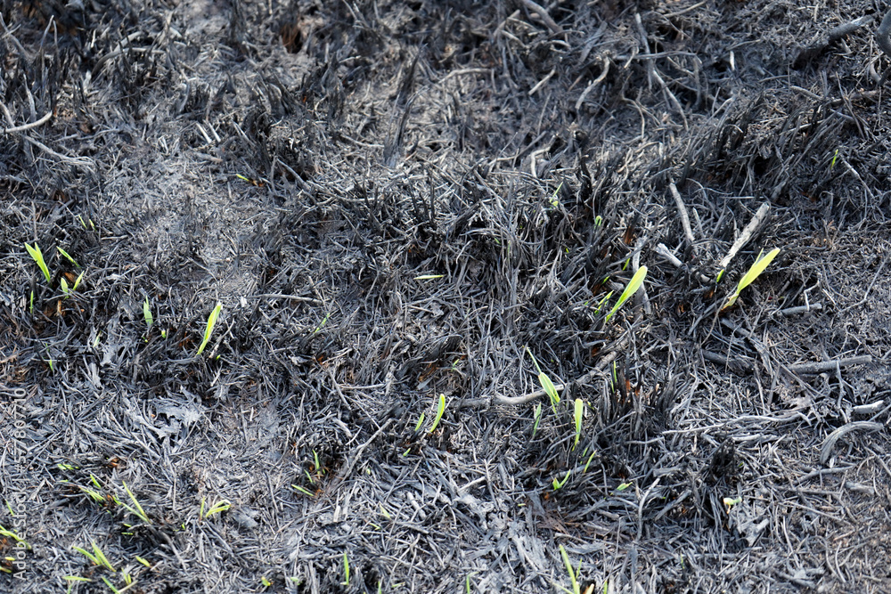 Close up of burnt ground after a wildfire Close up of burnt ground after a wildfire