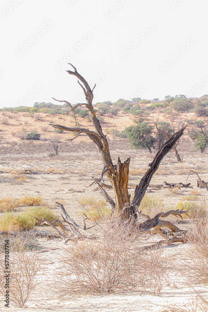 Dead tree stump in Nossob riverbed during drough in Kgalagadi transfrontier park, South Africa