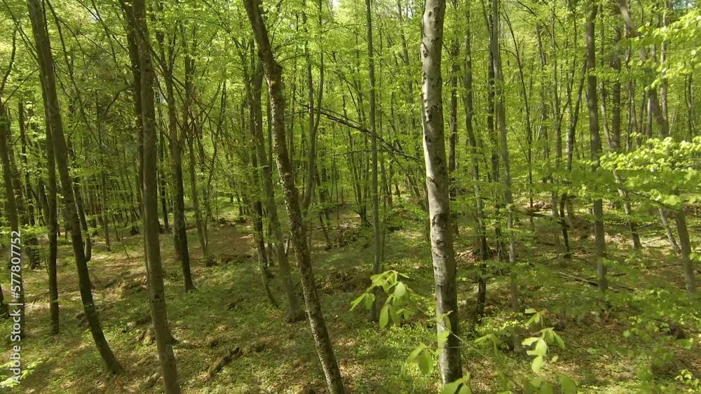 AERIAL, FPV DRONE: Flying between densely grown beech trunks with vibrant leaves. Springtime awakening of forest vegetation. Spring-grown foliage of deciduous trees and undergrowth in the lush woods. AERIAL, FPV DRONE: Flying between densely grown beech trunks with vibrant leaves. Springtime awakening of forest vegetation. Spring-grown foliage of deciduous trees and undergrowth in the lush woods.