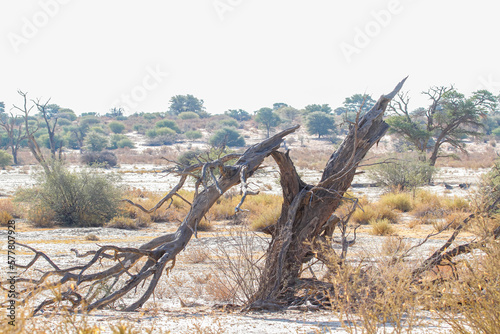 Dead tree stump in Nossob riverbed during drough in Kgalagadi transfrontier park, South Africa photo