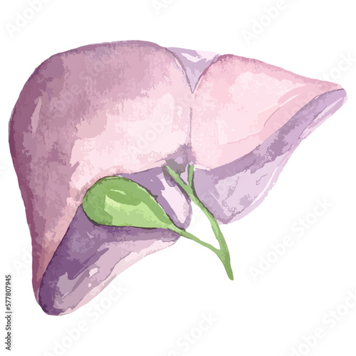 watercolor illustration hand drawing anatomical organ liver,gallbladder