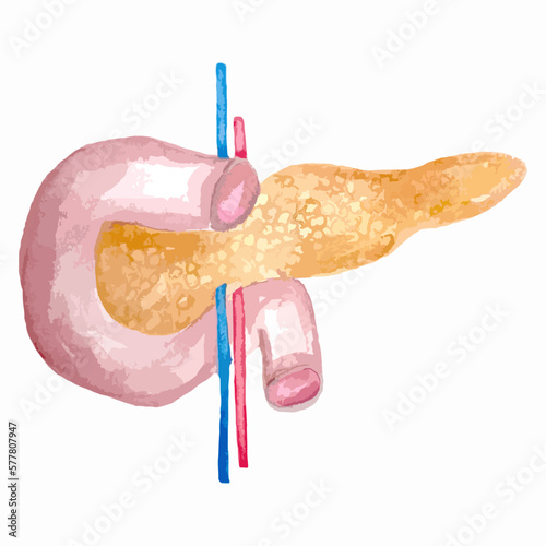 watercolor illustration hand drawing anatomical organ pancreas, duodenum