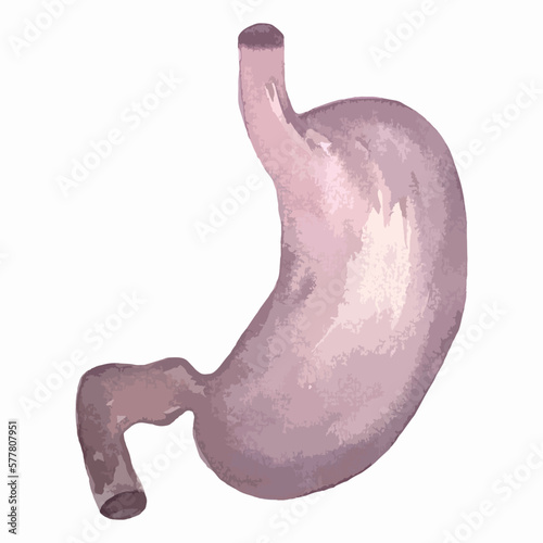 watercolor illustration hand drawing anatomical organ stomach