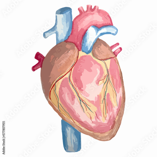watercolor illustration hand drawing anatomical organ heart with vessels, aorta, veins