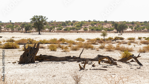 Nossob riverbed during drought in Kgalagadi transfrontier park, South Africa photo