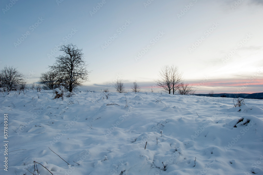 Forest under snow cover, sun and shadows, blue sky. Forest under snow cover, sun and shadows, blue sky.