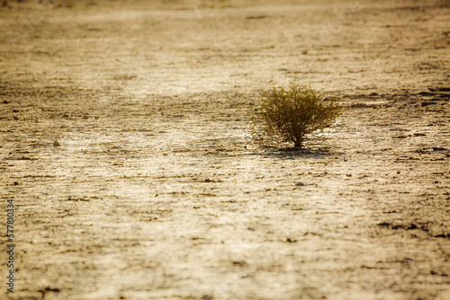 Tiny tree in drought land in Kgalagadi transfrontier park  South Africa