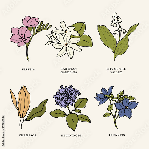 Line art essential oil and fragrant flowers	set