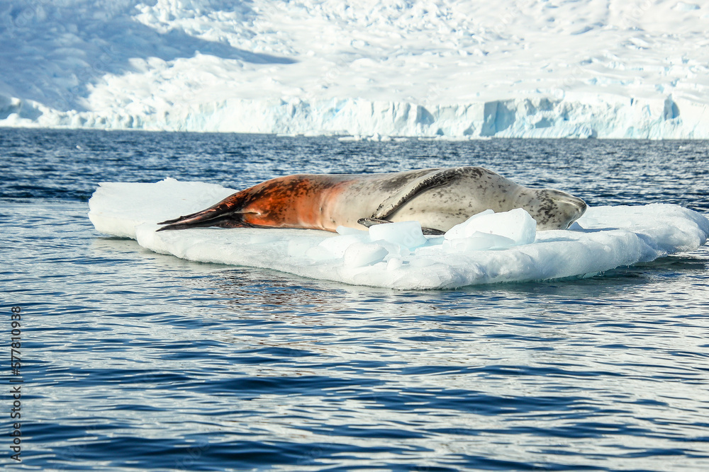 Fototapeta premium Leopard seal on ice