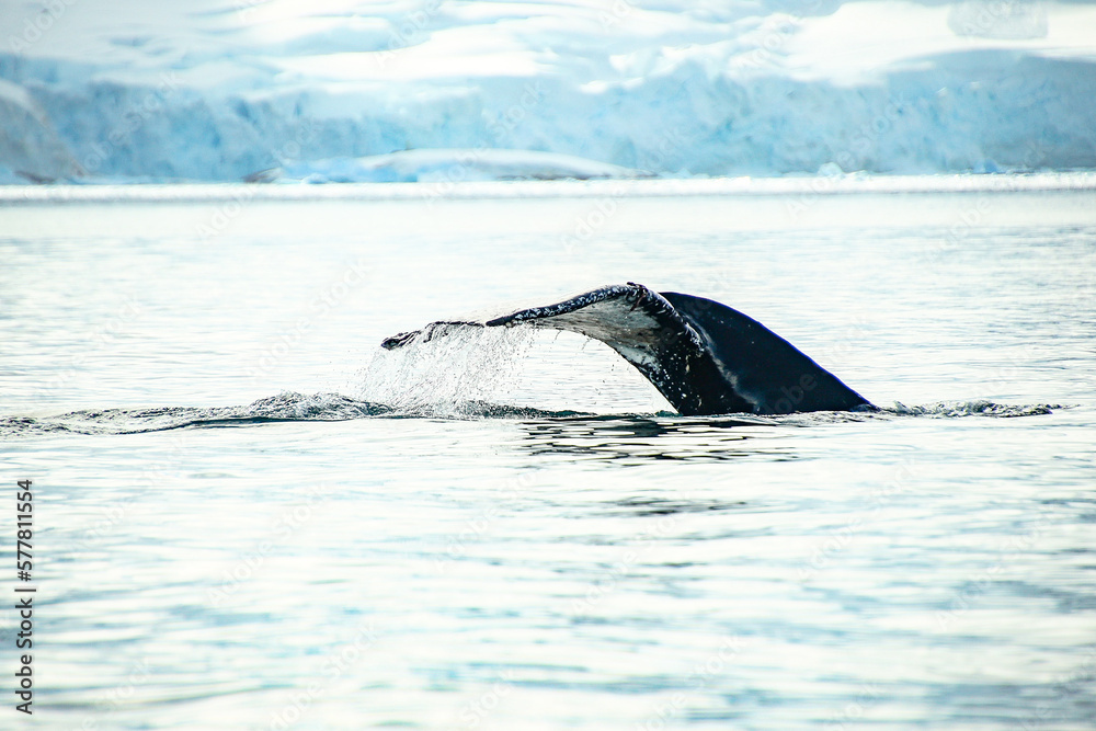 Fototapeta premium Whale in antarctica
