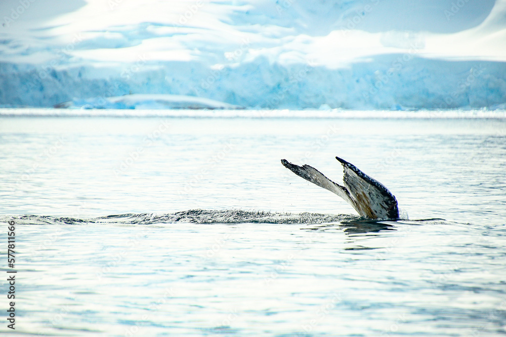 Fototapeta premium Whale in antarctica