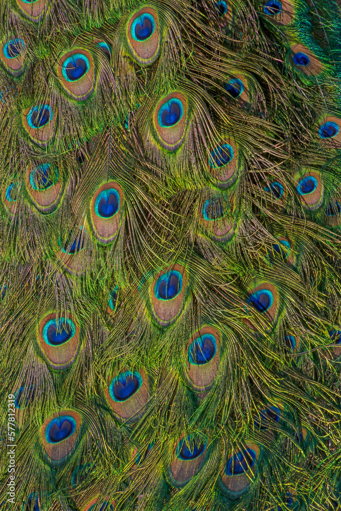Obraz premium pattern on tail of peafowl