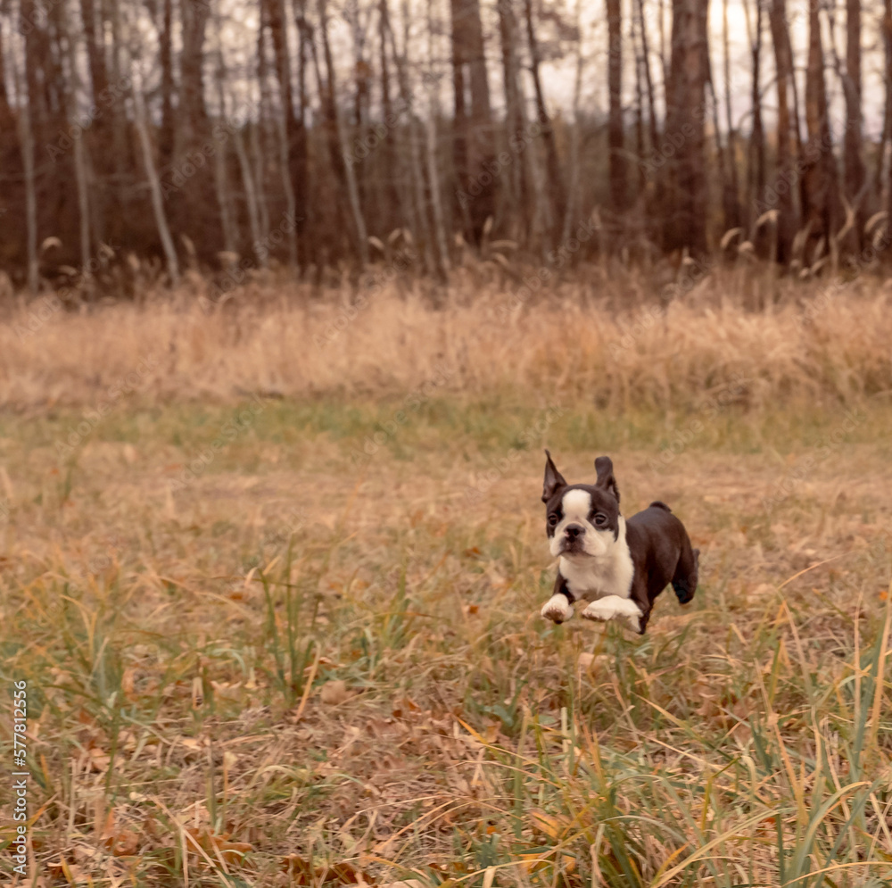 A cute Boston Terrier puppy runs through an autumn meadow front view. Copy space, soft focus A cute Boston Terrier puppy runs through an autumn meadow front view. Copy space, soft focus
