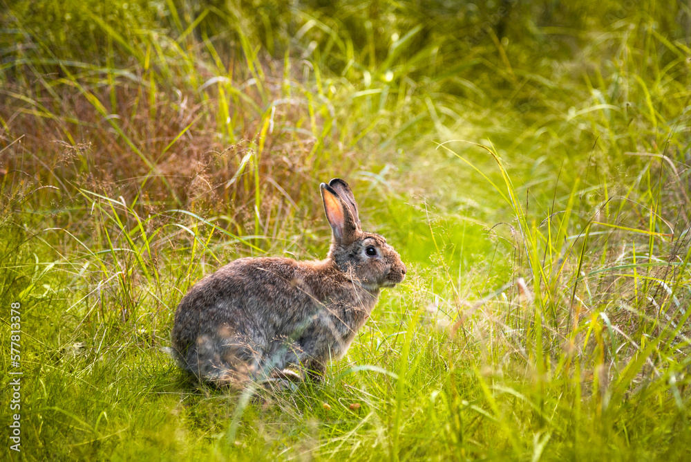 Fototapeta premium Cute brown bunny is sitting on the grass outside