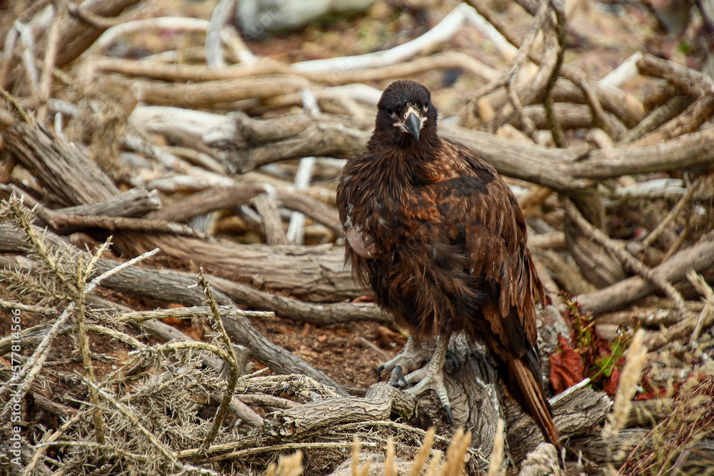 Obraz premium the Falklands