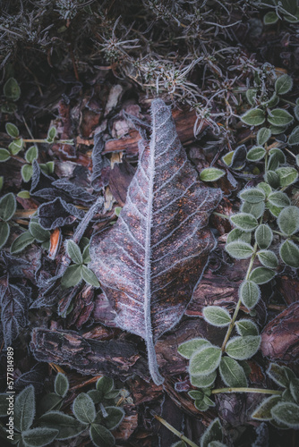 A frosted leaf lying on the ground in a winter garden.