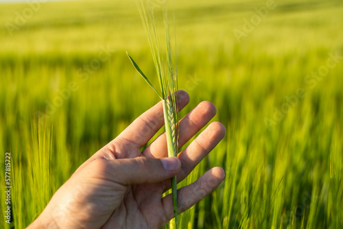 Farmer holds green ears of barley with his hands. Agriculture concept. A field of ripening barley in warm sun. © Volodymyr