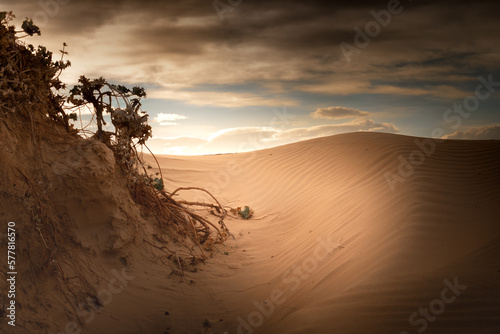 Vega Baja del Segura - Guardamar - Paisaje de las dunas de Guardamar del Segura