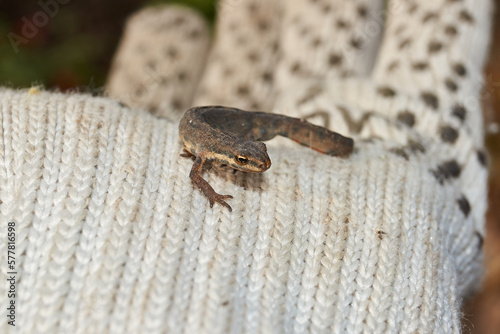The common newt (lat. Lissotriton vulgaris) seeks for shelter for the winter in the garden.