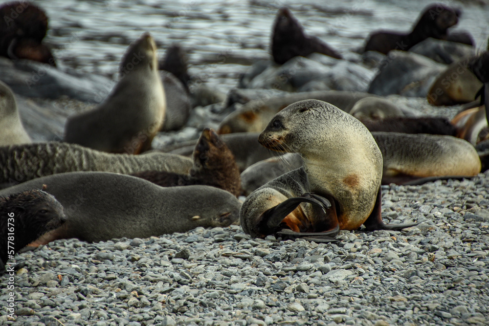 Fototapeta premium Fur seals