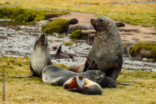 Fur seals © Travel_IR