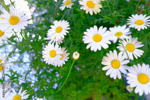 Bouquet of daisies  background  daisies