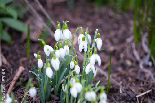 Beautiful snowdrops carry news of the arrival of spring, white bells, background