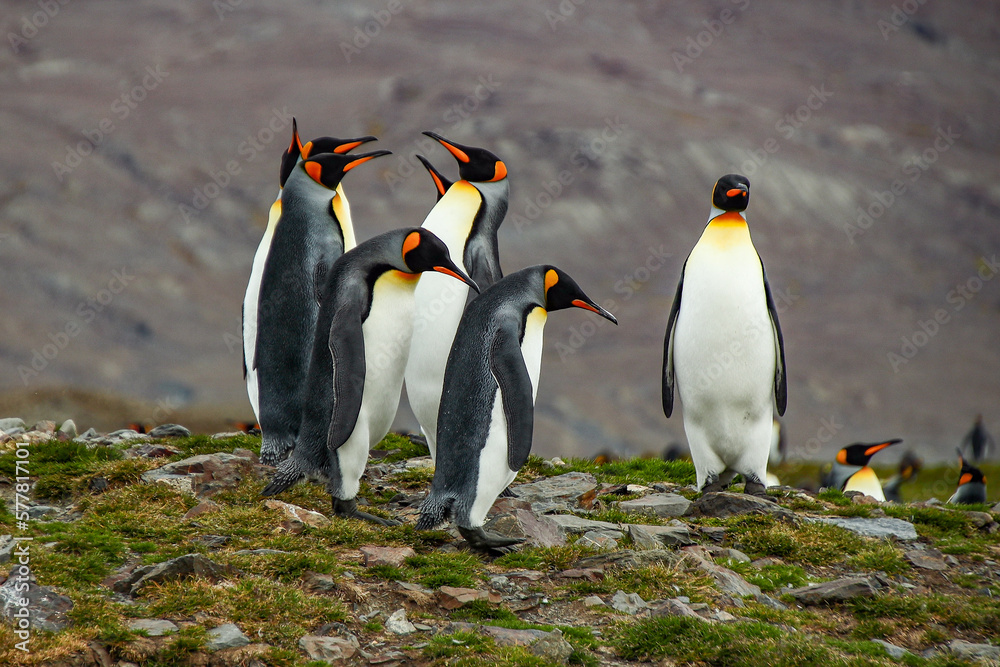 Obraz premium King Penguins