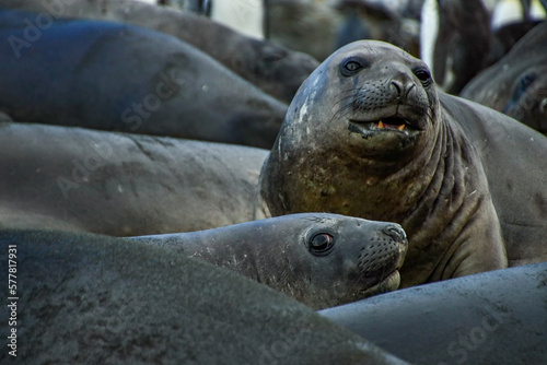 Elephant seals © Travel_IR