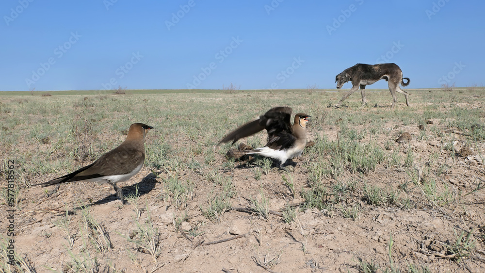 Fototapeta premium Black-winged pratincoles (Glareola nordmanni) near the nest with eggs disturbed by the Tazy dog, Kazakhstan