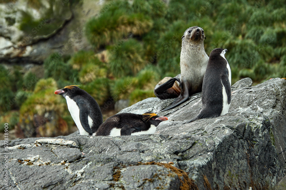 Obraz premium Penguins and seals