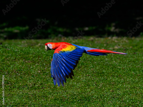 Scarlet Macaw in flight over field with green grass