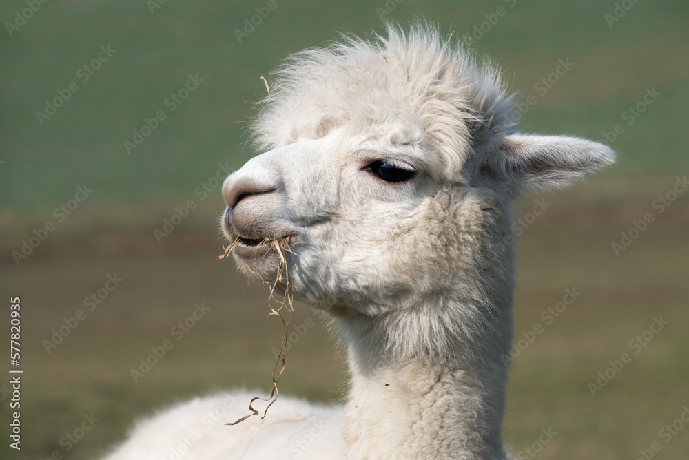 Portrait of a white alpaca, with long hair on the head. The ears stand back. The animal looks to the side and has blades of grass in its mouth. The background is green.