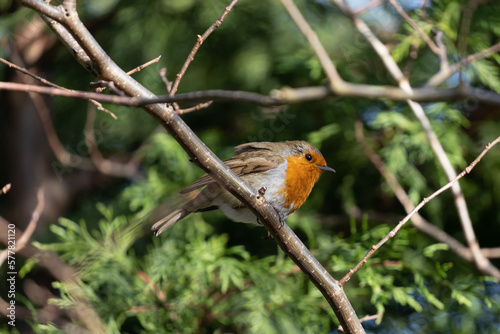 Robins on branch  © DEVKIRAN