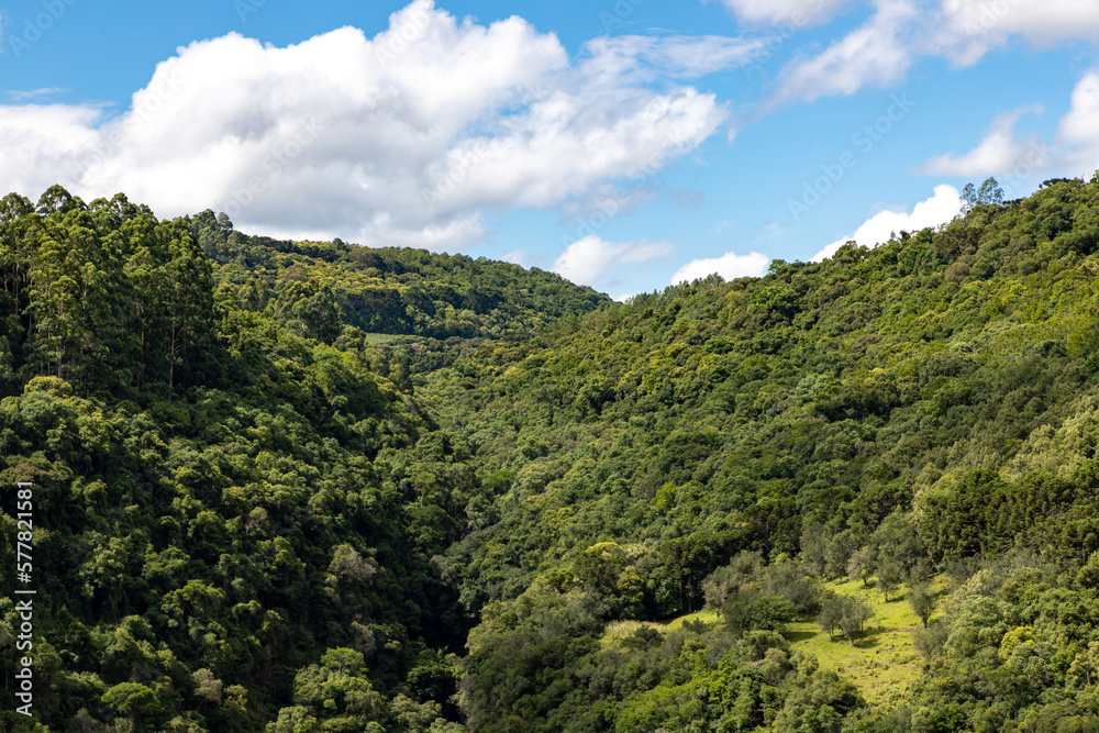 Forest in a valley