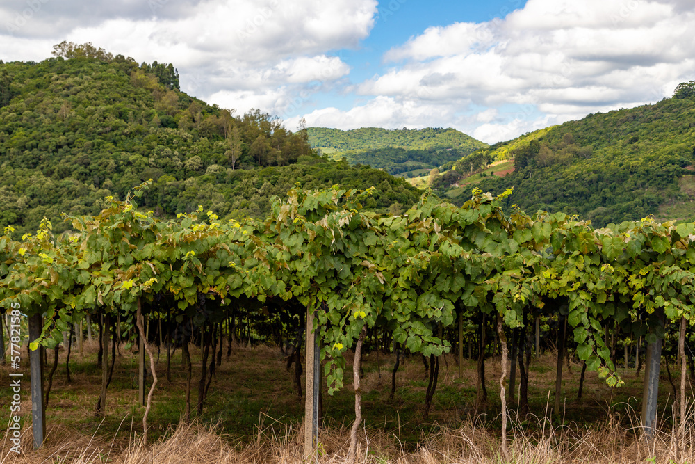 Vineyard with forest in background