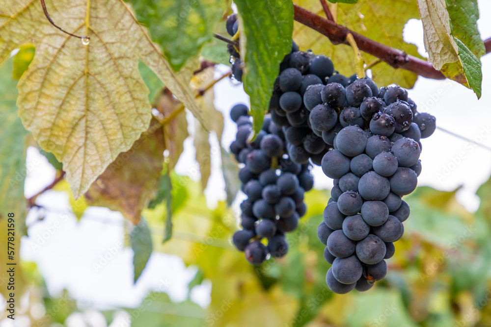 Grapes in a vineyard Grapes in a vineyard