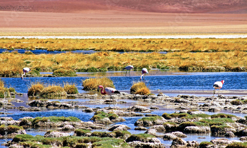 Beautiful lake with rocks and dry grass, wild andean flamingos (Phoenicoparrus andinus) in arid landscape - Atacama desert, Laguna Chaxa, Chile