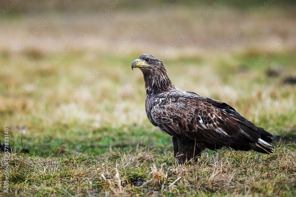 White-tailed eagle (Haliaeetus albicilla) poses beautifully White-tailed eagle (Haliaeetus albicilla) poses beautifully