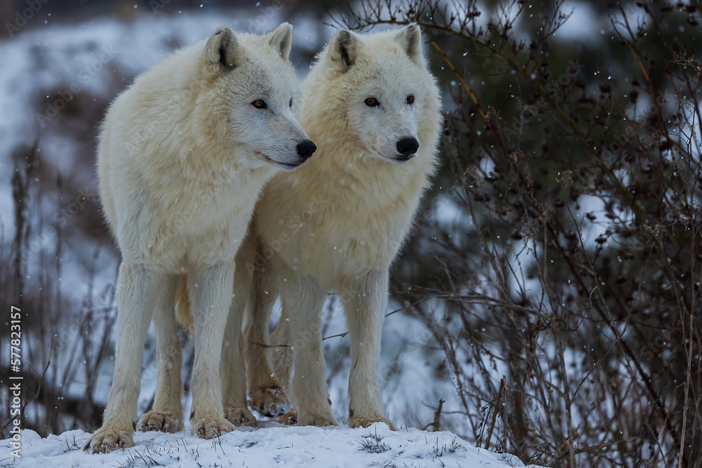 Obraz premium Arctic wolf (Canis lupus arctos) two of the pack in the snow