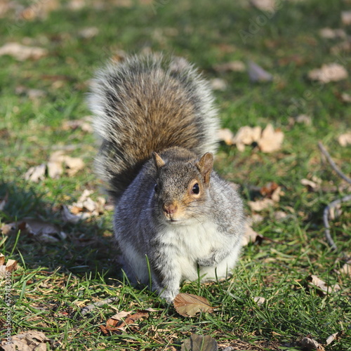 カナダの街中の公園にいるリス A squirrel in a city park in Canada
