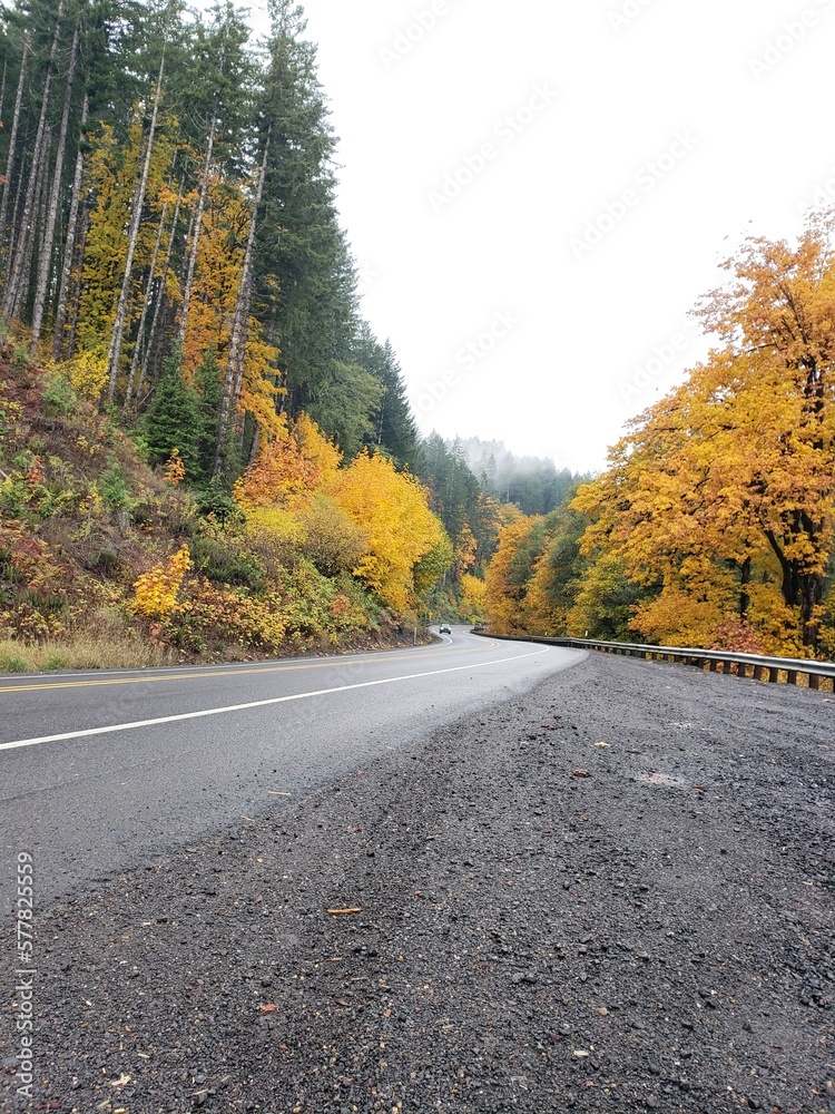 Fototapeta premium road in autumn