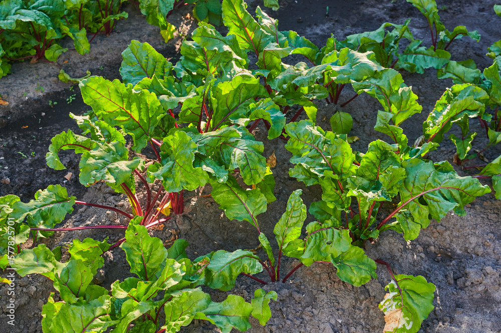 germinated green leaves of red beetroot in the garden germinated green leaves of red beetroot in the garden